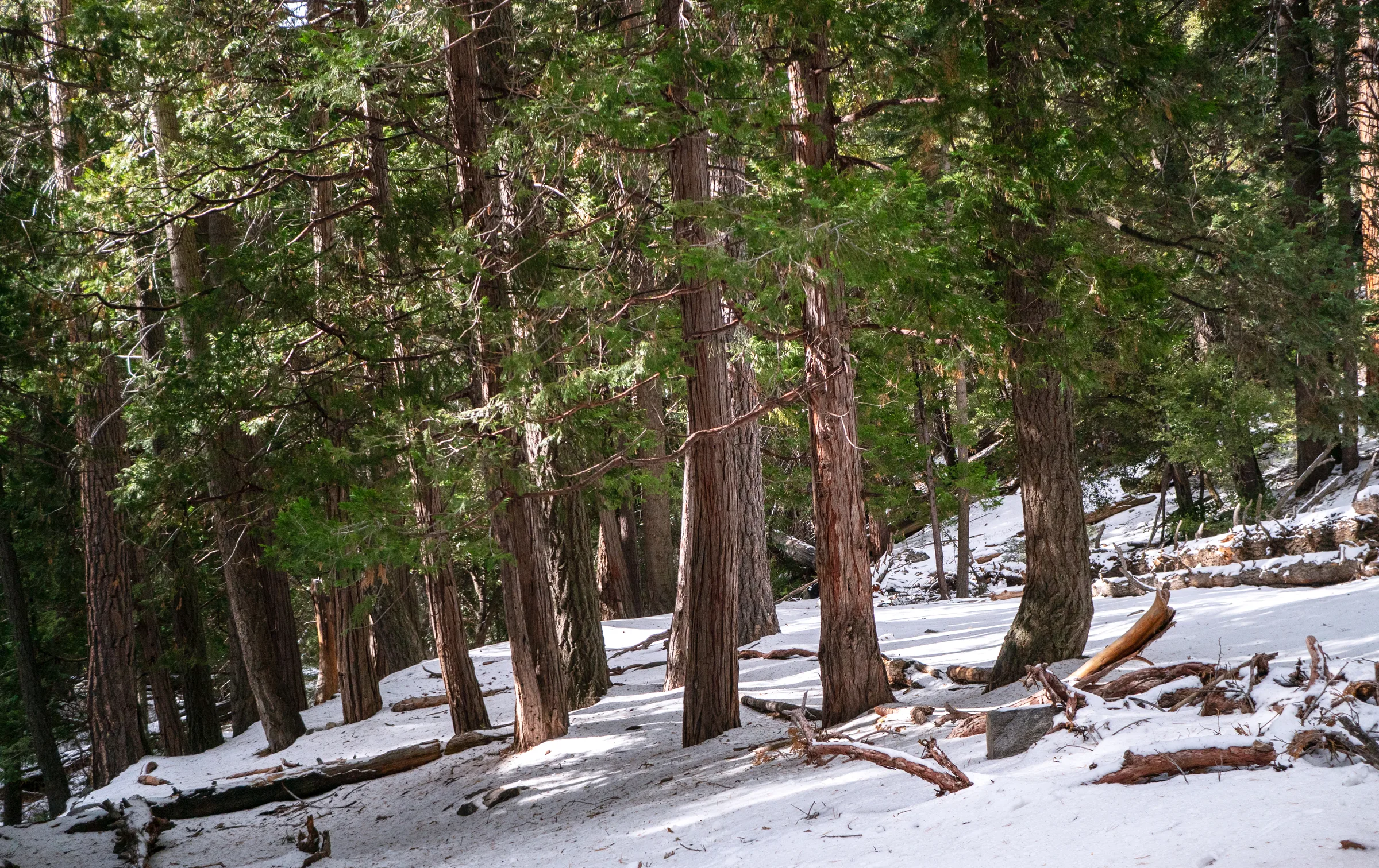 Golden hour light across the San Gorgonio backcountry landscape
